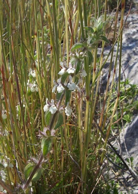 Sideritis romana L.