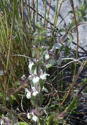 Sideritis romana L.