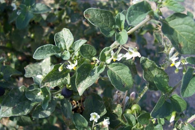 Garden nightshade