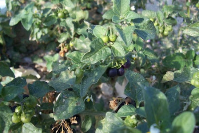 Garden nightshade