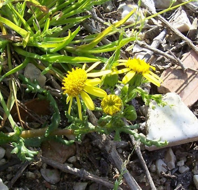 Coastal Ragwort Coastal Ragwort