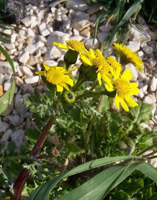 Coastal Ragwort Coastal Ragwort