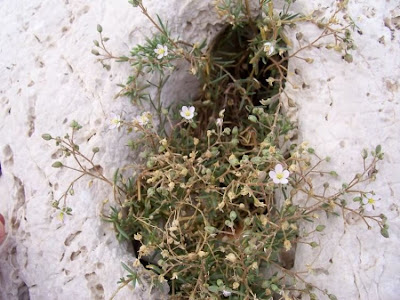 Salt sandspurry