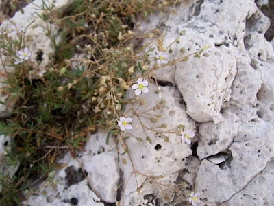 Salt sandspurry