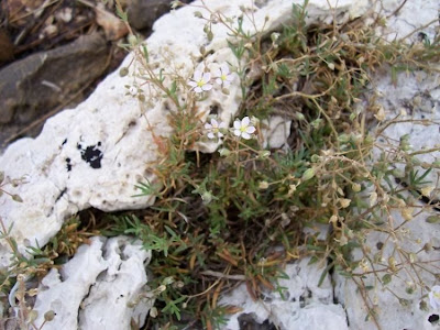 Salt sandspurry