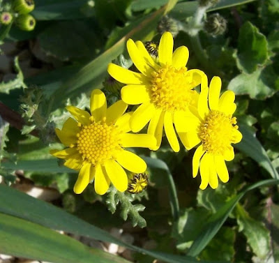 Coastal Ragwort Coastal Ragwort
