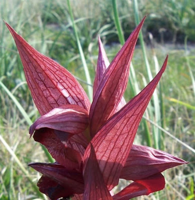 Apulian Tongue Orchid Apulian Tongue Orchid