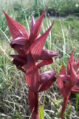 Eastern Tongue Orchid