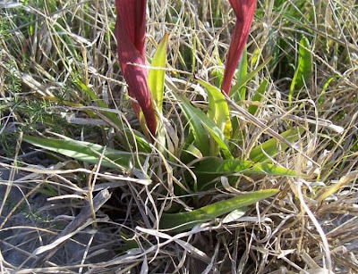 Apulian Tongue Orchid Apulian Tongue Orchid