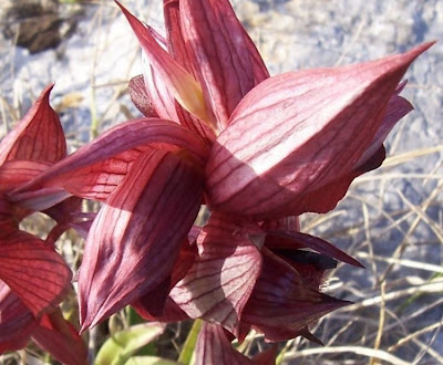 Apulian Tongue Orchid Apulian Tongue Orchid