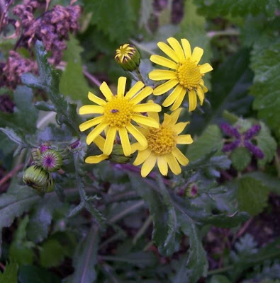 Coastal Ragwort Coastal Ragwort