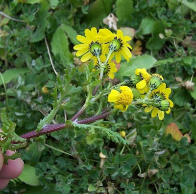 Coastal Ragwort Coastal Ragwort