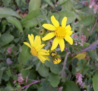 Coastal Ragwort Coastal Ragwort