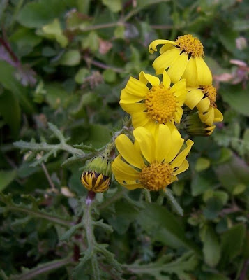 Coastal Ragwort Coastal Ragwort