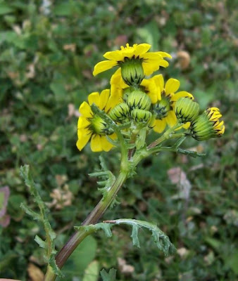 Coastal Ragwort Coastal Ragwort