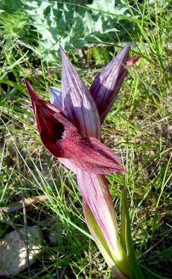 Apulian Tongue Orchid Apulian Tongue Orchid