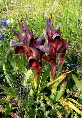 Apulian Tongue Orchid Apulian Tongue Orchid
