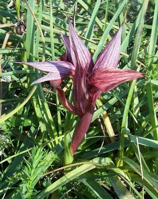 Apulian Tongue Orchid Apulian Tongue Orchid