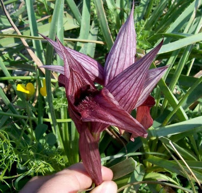 Apulian Tongue Orchid Apulian Tongue Orchid
