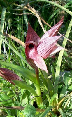Apulian Tongue Orchid Apulian Tongue Orchid