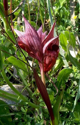 Apulian Tongue Orchid Apulian Tongue Orchid