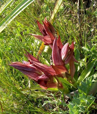 Apulian Tongue Orchid Apulian Tongue Orchid