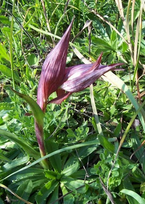Apulian Tongue Orchid Apulian Tongue Orchid