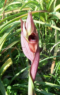 Apulian Tongue Orchid Apulian Tongue Orchid