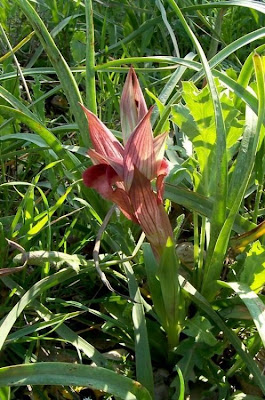 Apulian Tongue Orchid Apulian Tongue Orchid