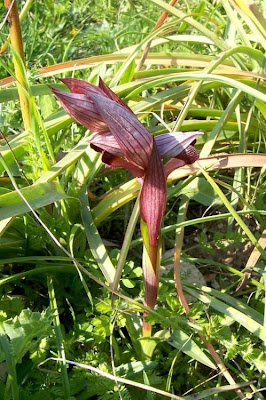 Apulian Tongue Orchid Apulian Tongue Orchid