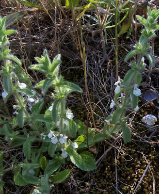 Sideritis romana L.