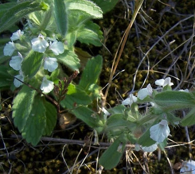 Sideritis romana L.