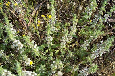 Sideritis romana L.