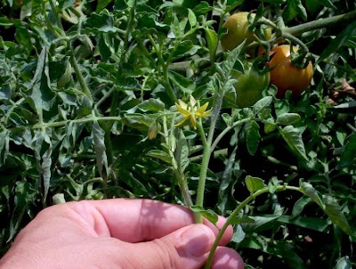 Garden tomato