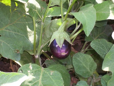 Brinjal eggplant