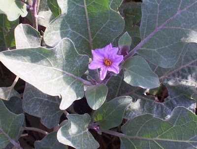 Brinjal eggplant