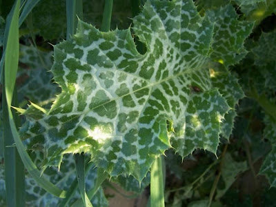 Blessed milk-thistle Blessed milk-thistle