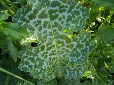 Blessed milk-thistle Blessed milk-thistle