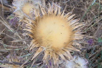 Blessed milk-thistle Blessed milk-thistle