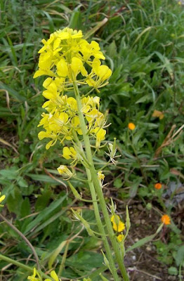 Yellow Mustard Yellow Mustard