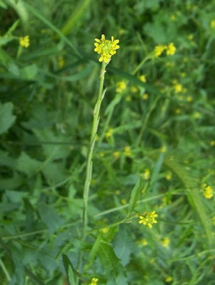 Hedgemustard Hedgemustard