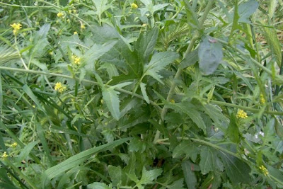 Hedgemustard Hedgemustard