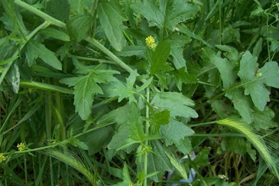 Hedgemustard Hedgemustard