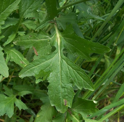 Hedgemustard Hedgemustard