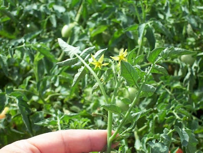 Garden tomato