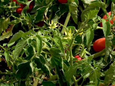 Garden tomato