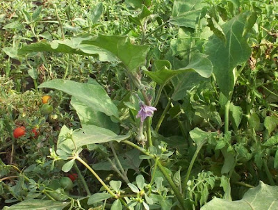 Brinjal eggplant