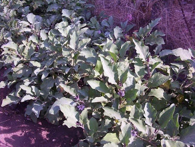 Brinjal eggplant