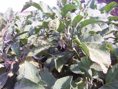 Brinjal eggplant