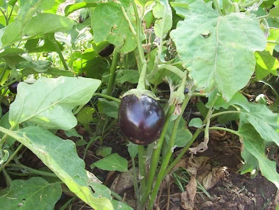 Brinjal eggplant
